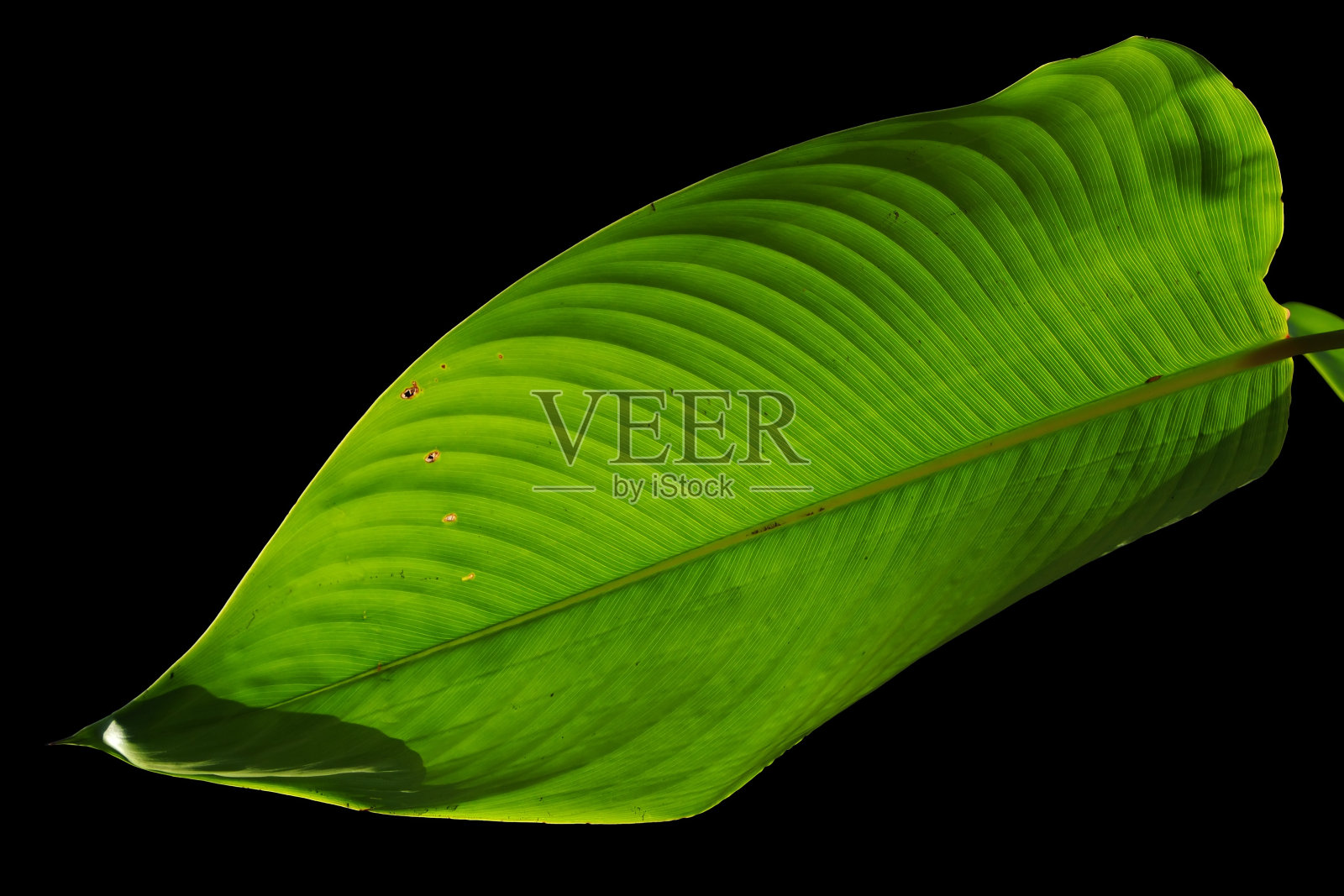 明亮的叶子照片摄影图片