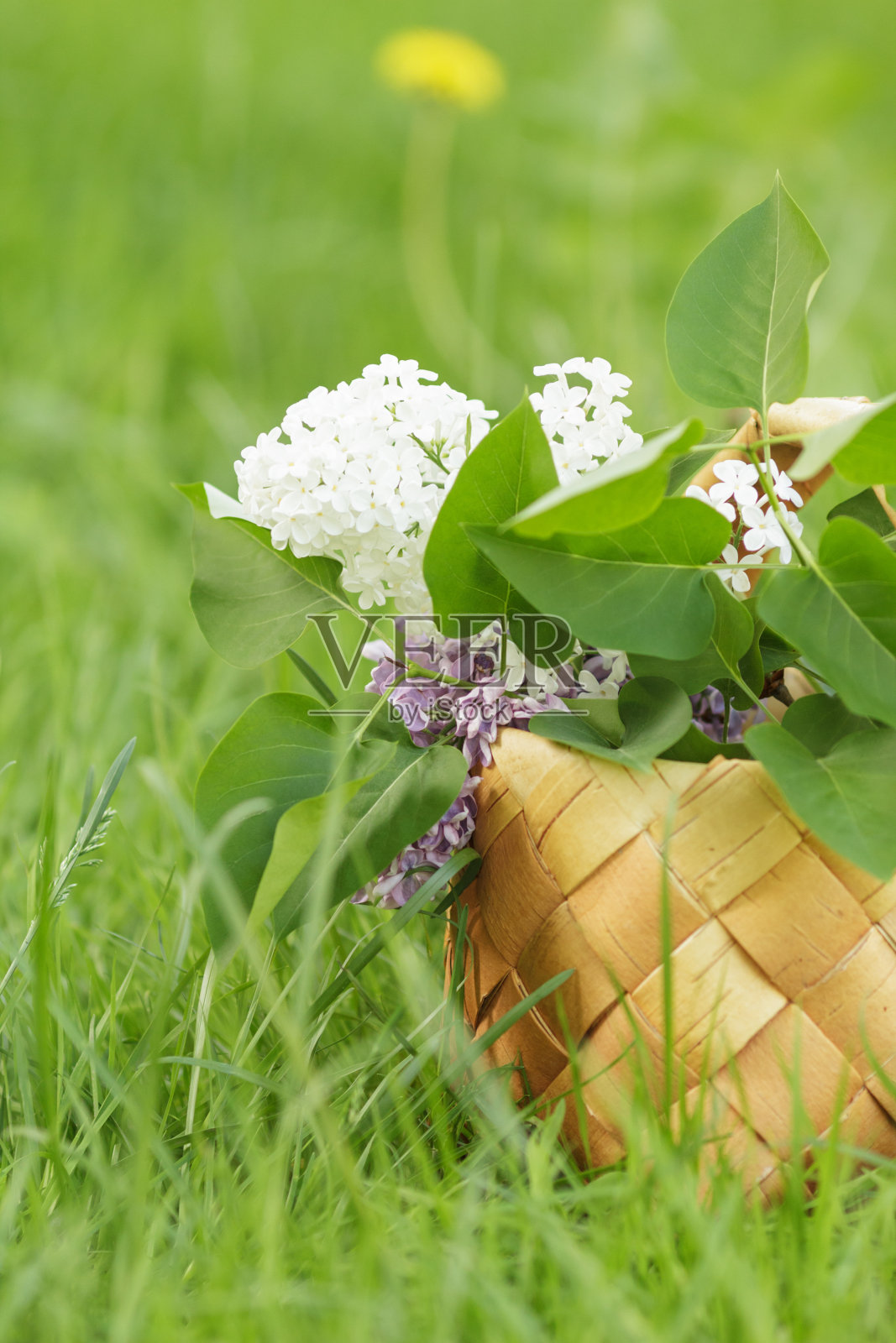 草上桦树皮篮子里的丁香花照片摄影图片