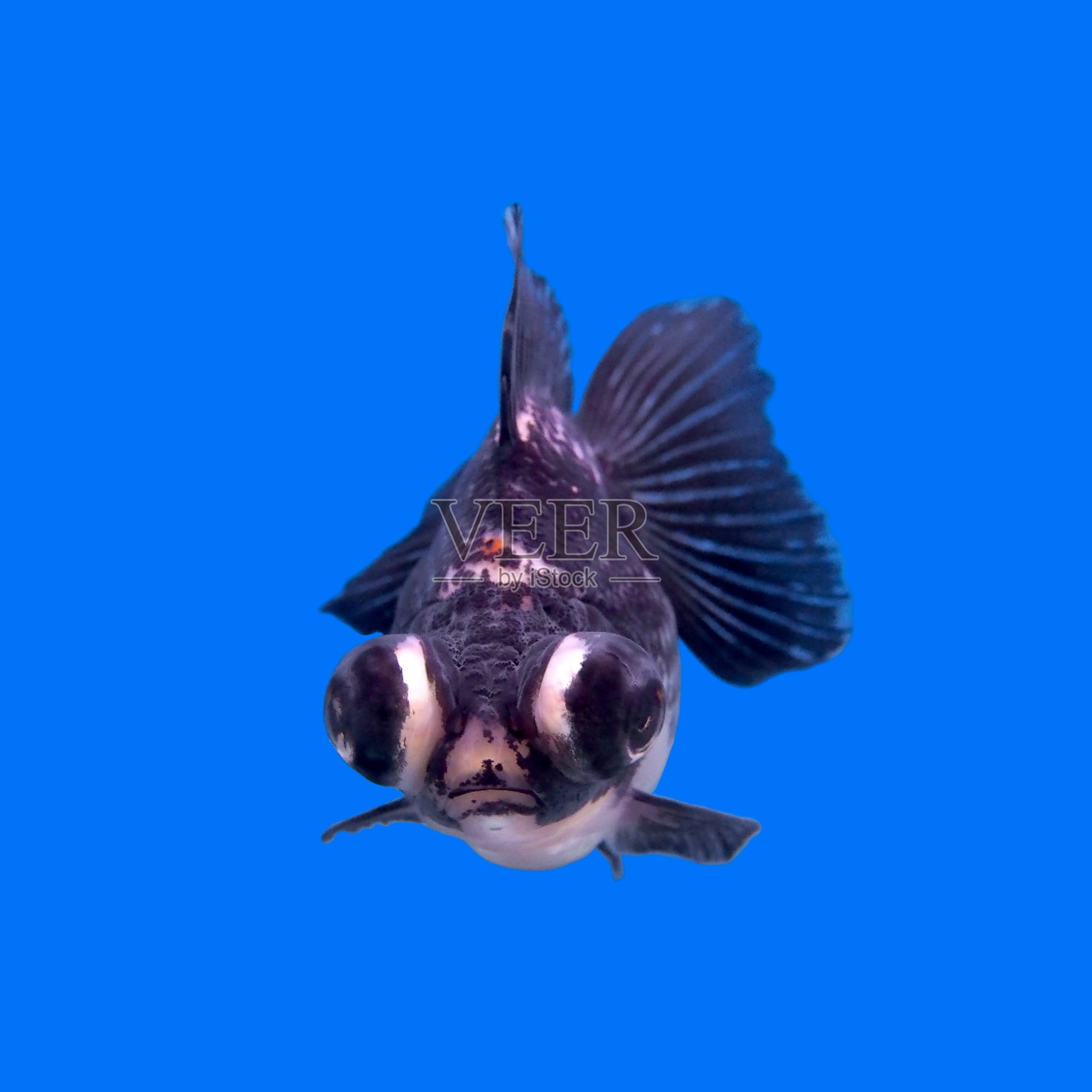 美丽的黑沼泽金鱼照片摄影图片