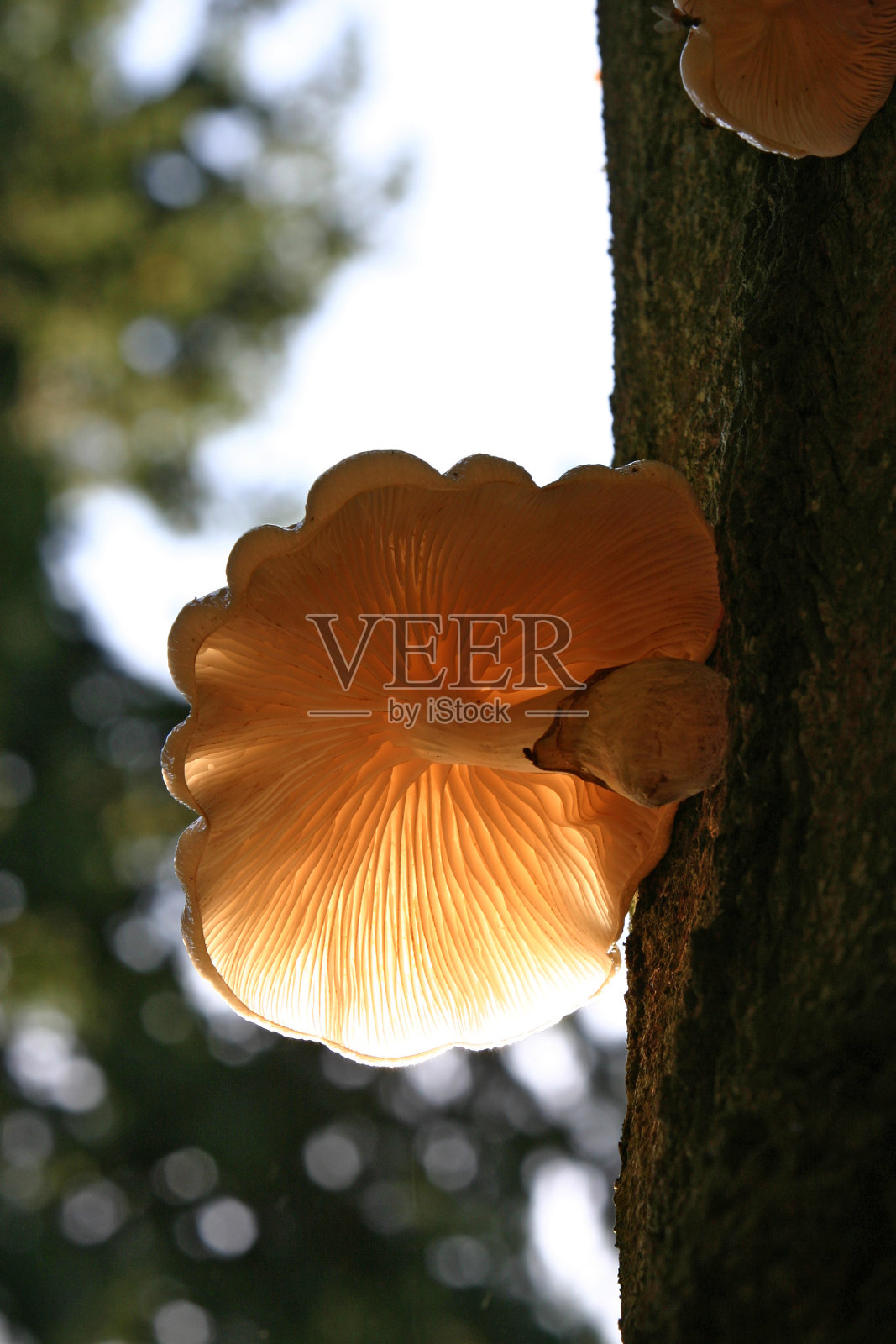 瓷真菌（乌德曼西拉粘合剂）照片摄影图片