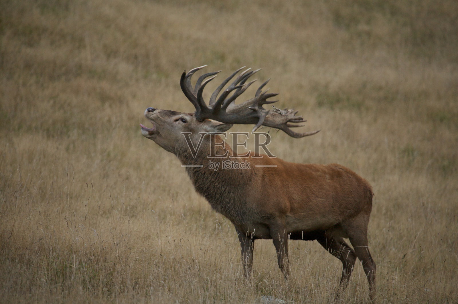 疯狂的打电话。照片摄影图片