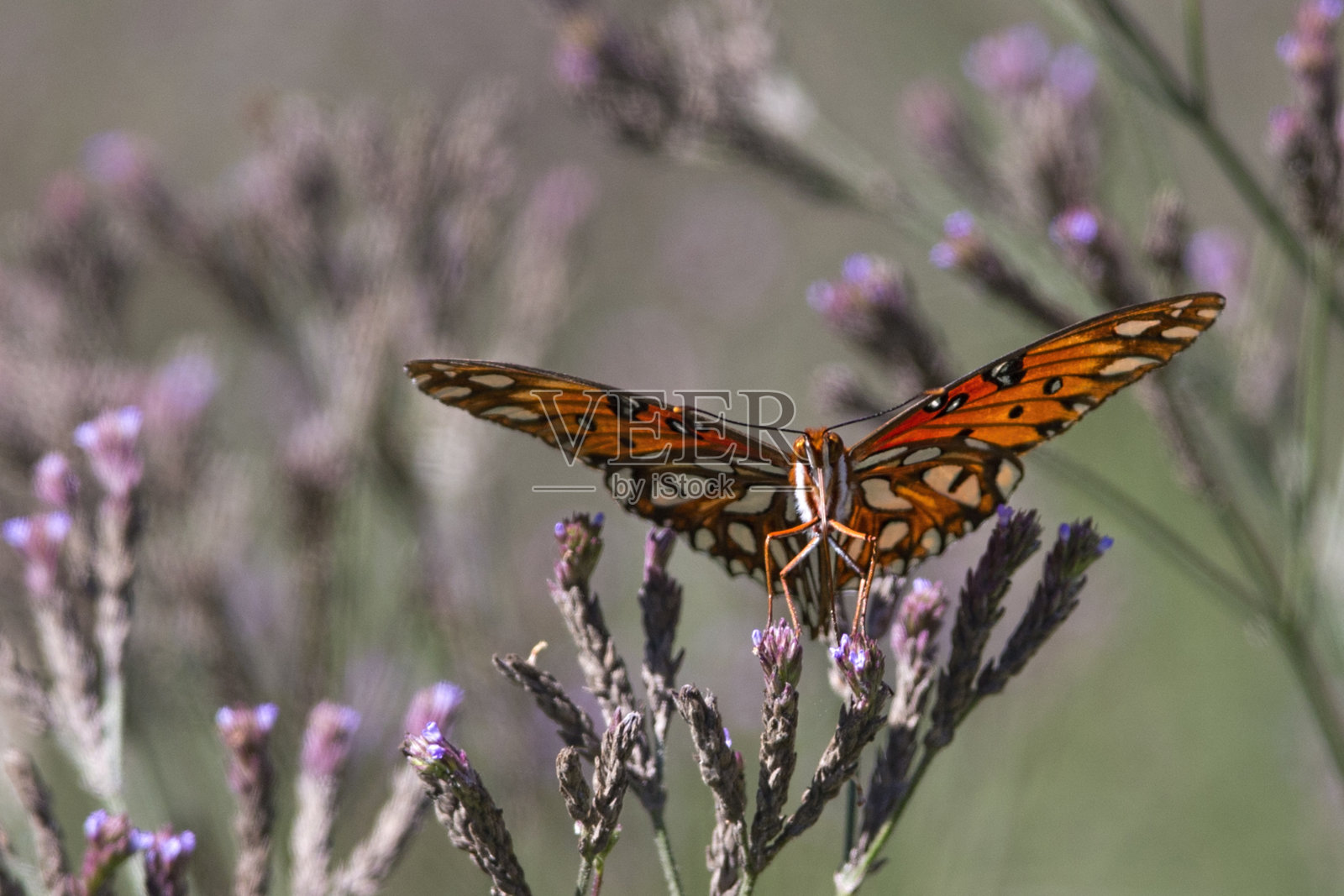 海湾贝母蝴蝶照片摄影图片