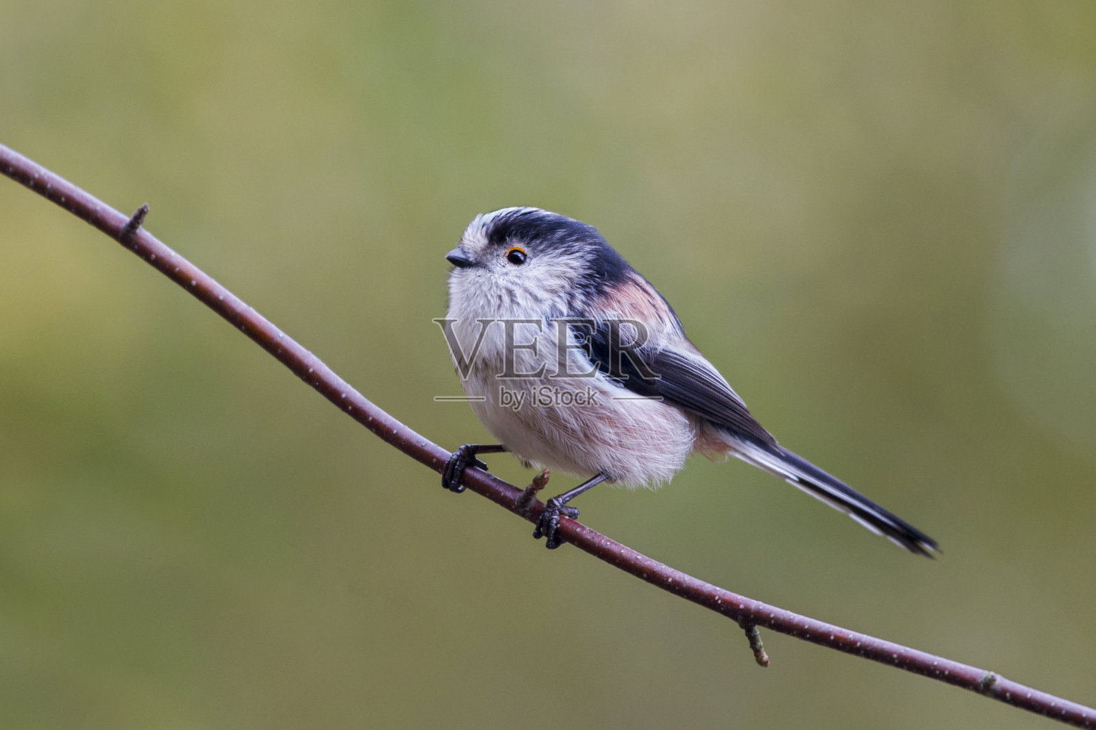 长尾山雀照片摄影图片