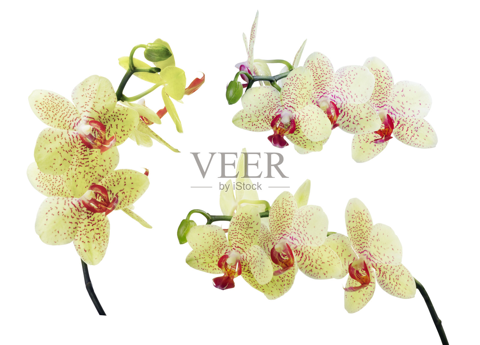 三株淡黄色孤立的兰花枝上有粉红色斑点照片摄影图片