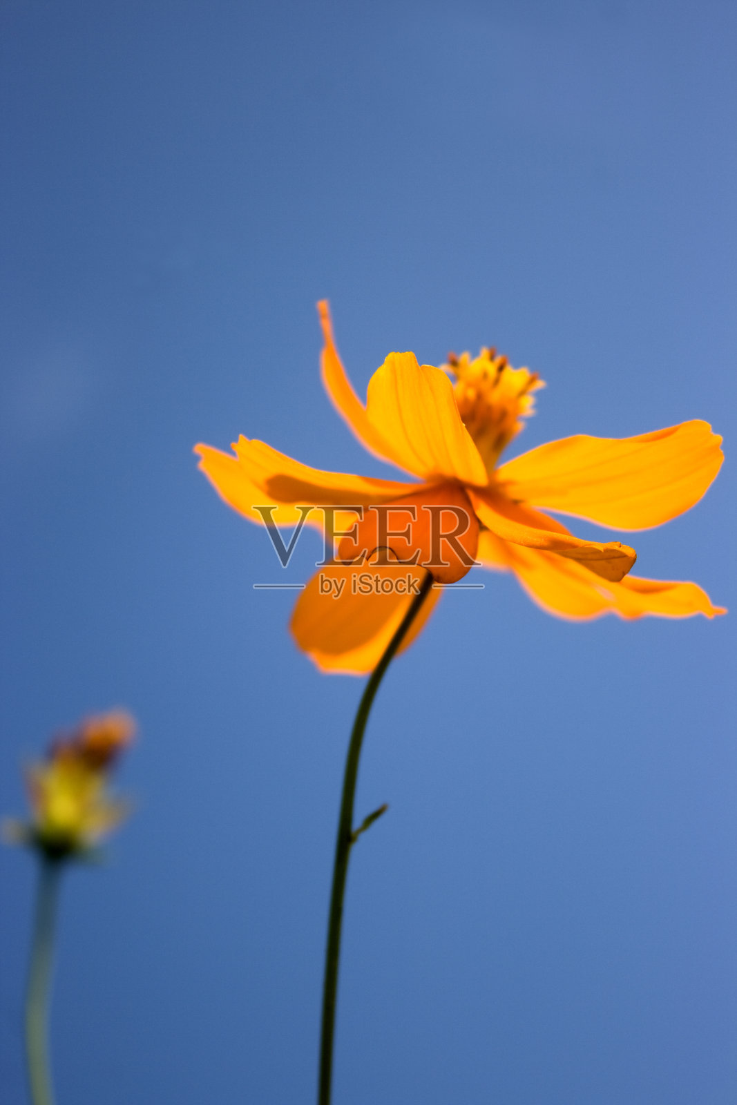 黄色的雏菊照片摄影图片