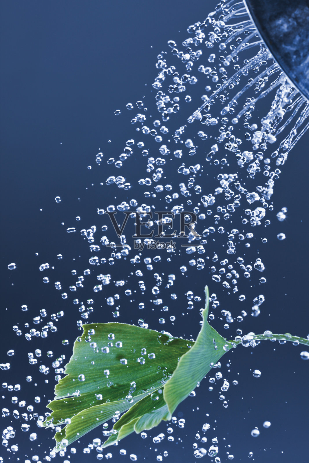 浇水银杏叶照片摄影图片