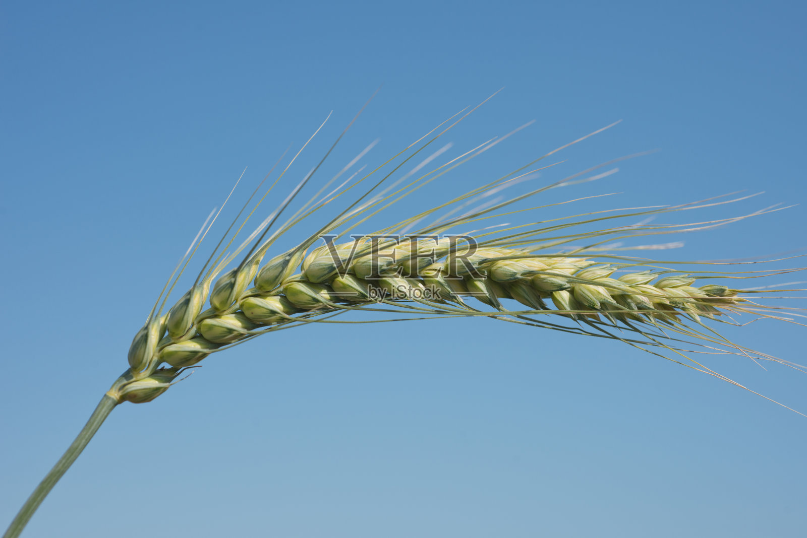 小麦照片摄影图片