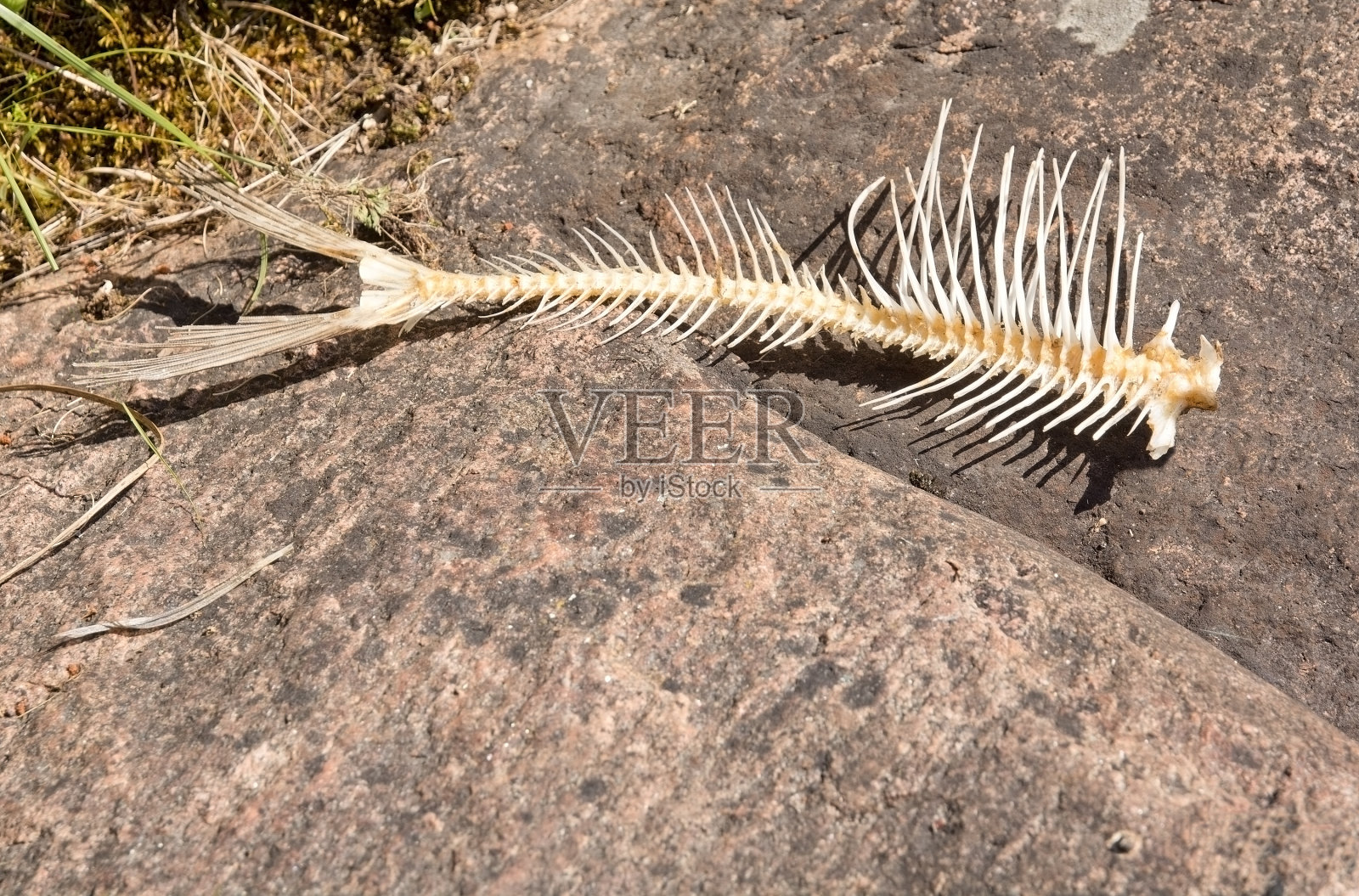 鱼骨照片摄影图片