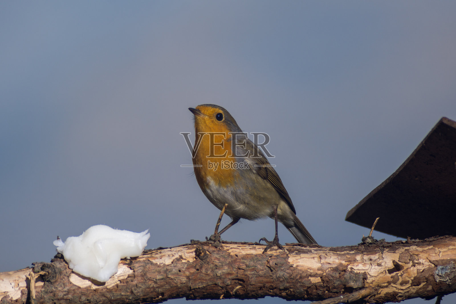 罗宾吃到马槽。罗宾特写镜头照片摄影图片
