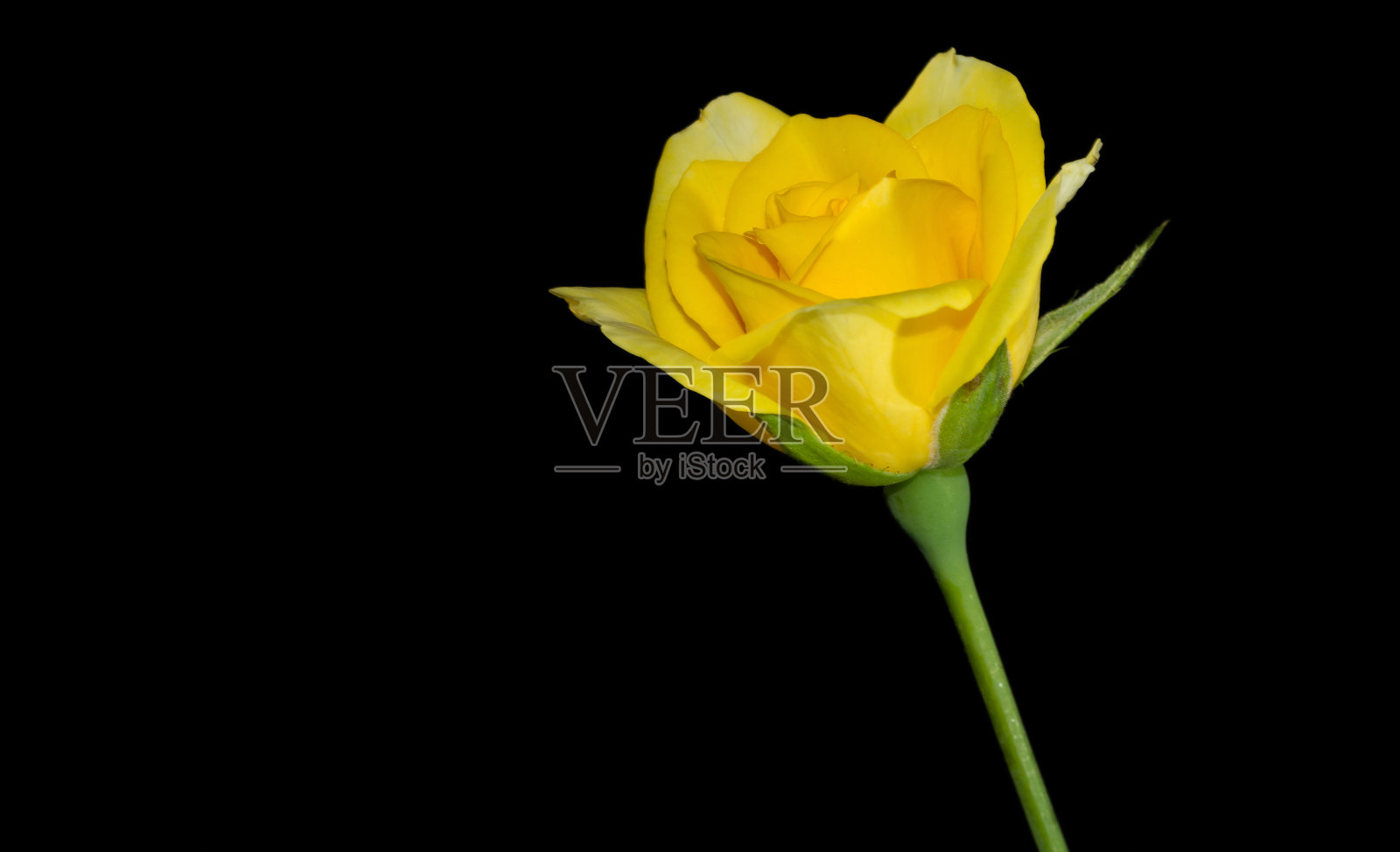 黄色的玫瑰花蕾照片摄影图片