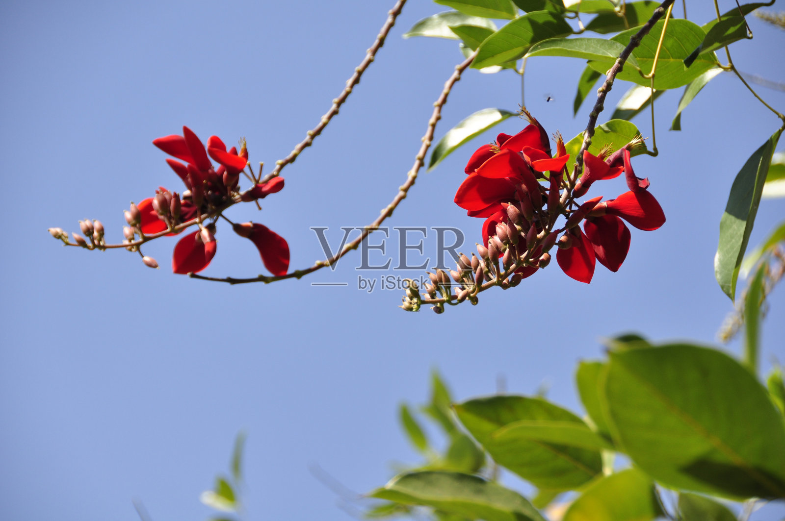 鸡刺珊瑚树照片摄影图片