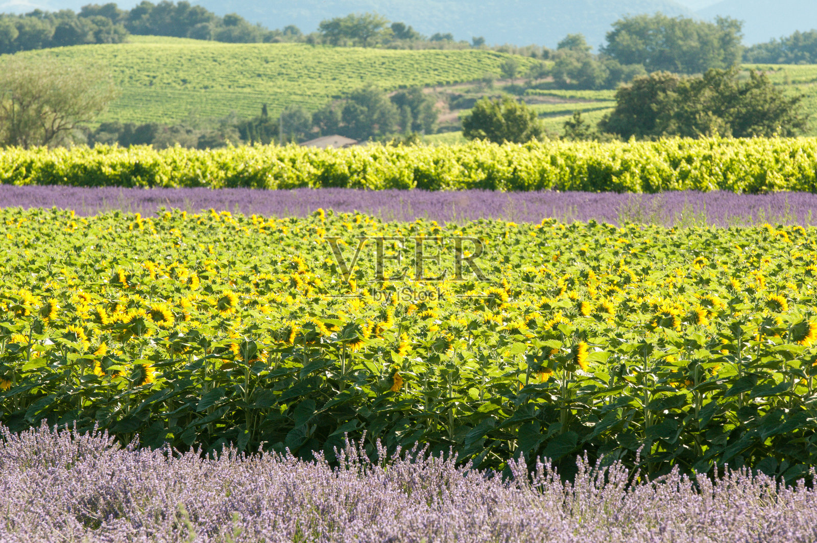 向日葵田间的小小时照片摄影图片