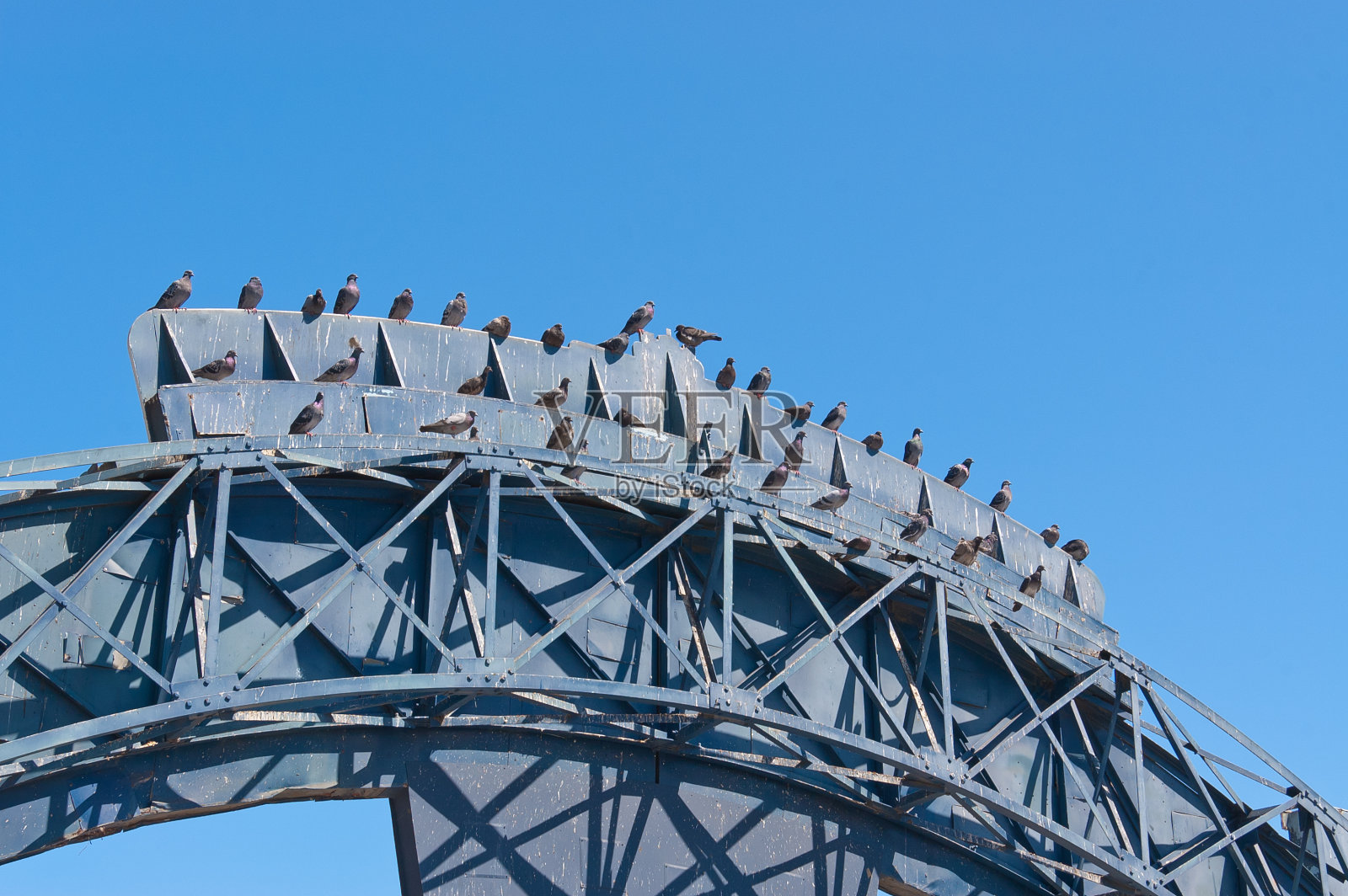 鸽子照片摄影图片