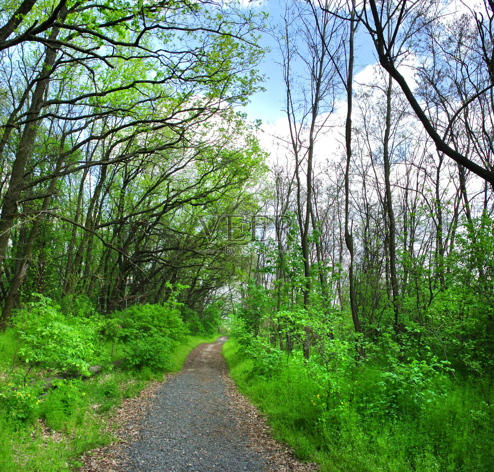 绿色的森林照片摄影图片