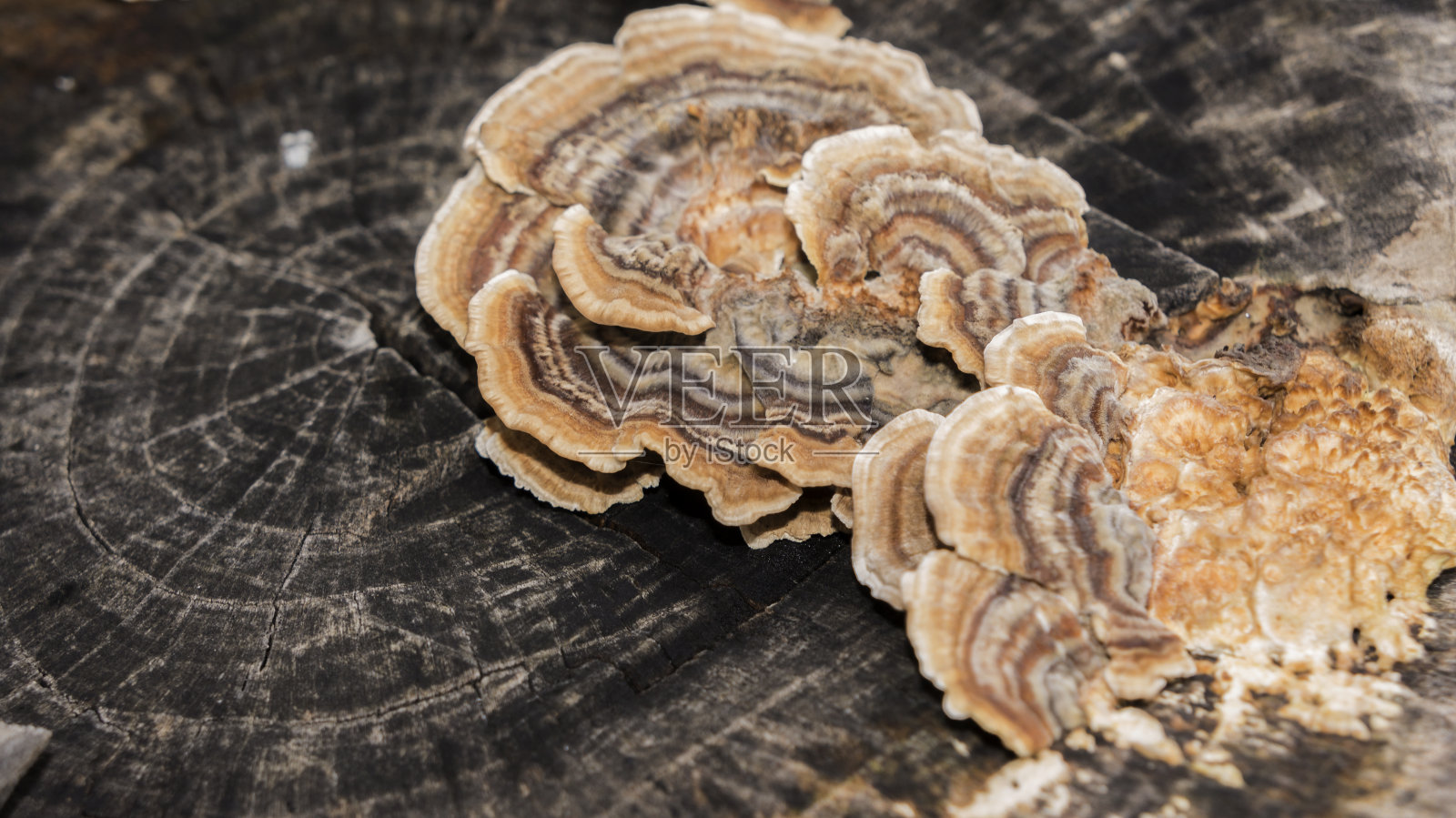 蘑菇照片摄影图片