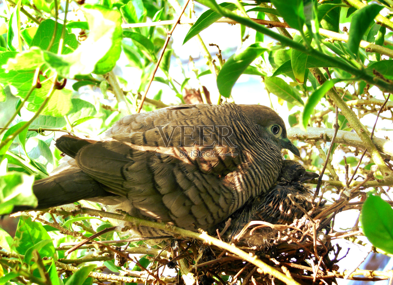 鸽子和婴儿照片摄影图片