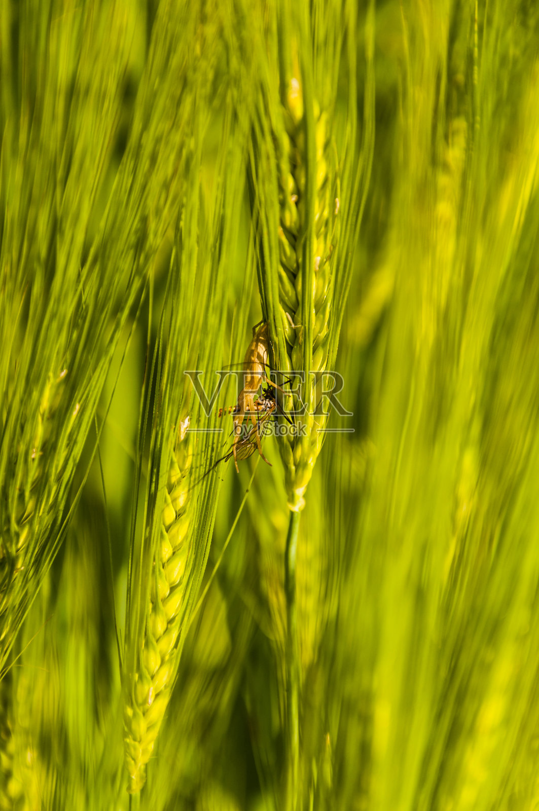 捕食者和猎物照片摄影图片