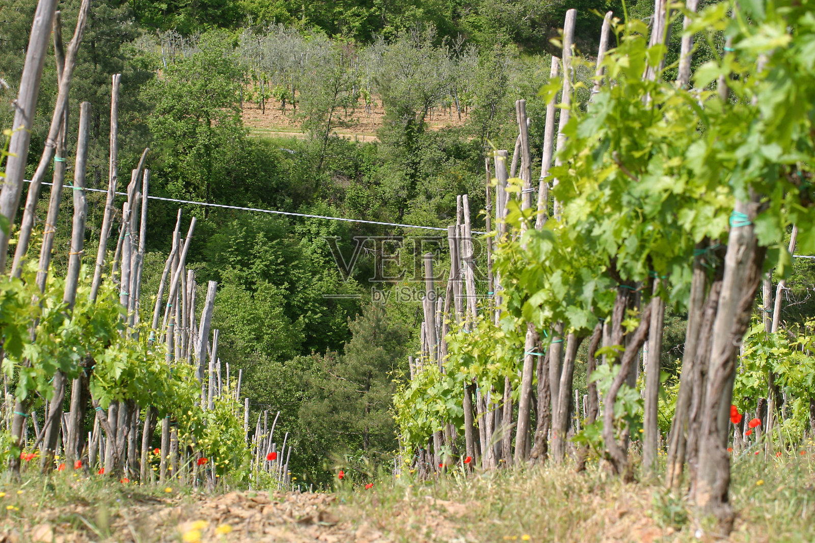 欧洲意大利托斯卡纳的葡萄园照片摄影图片
