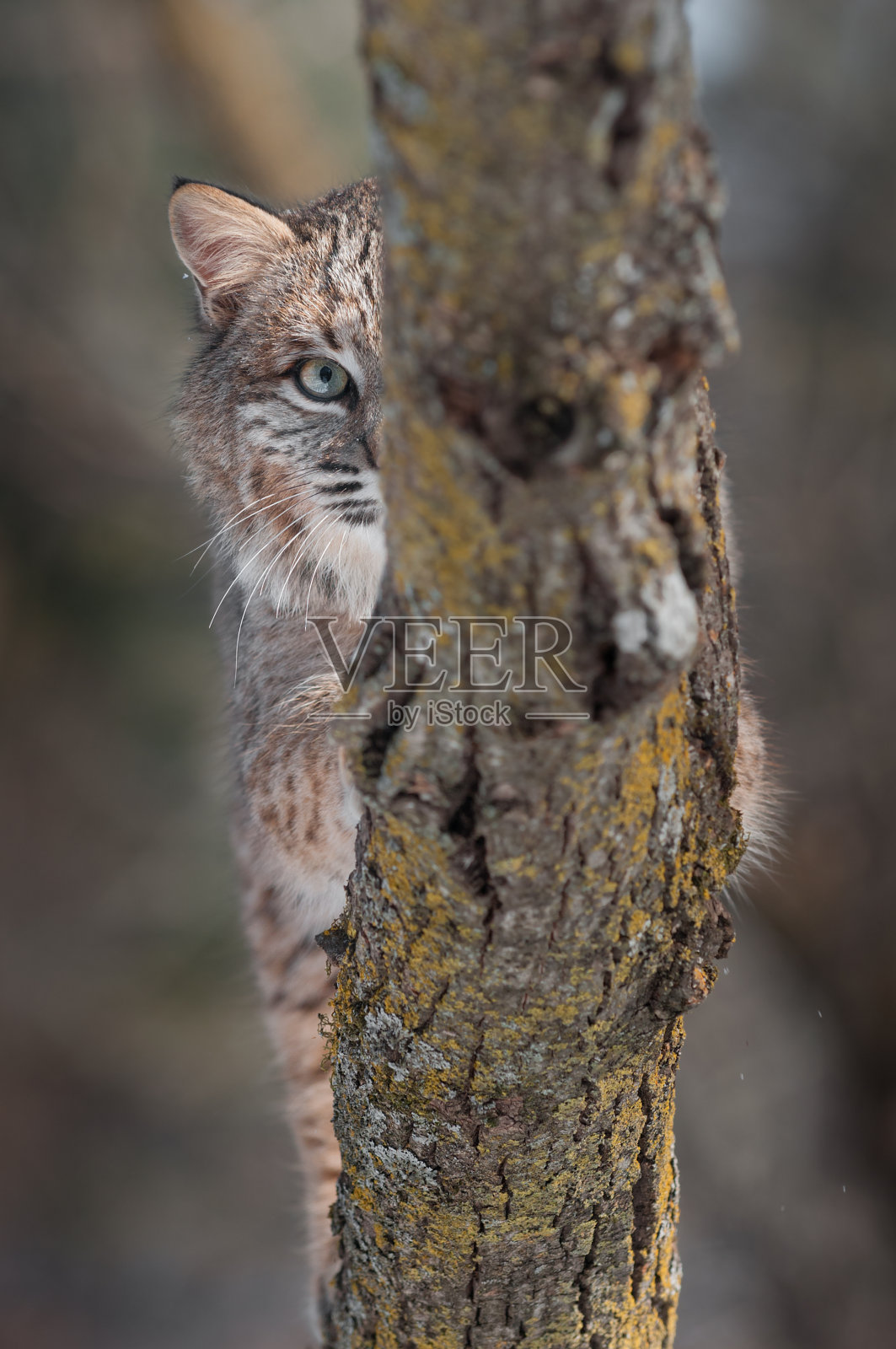 布兰奇后面的眼睛照片摄影图片