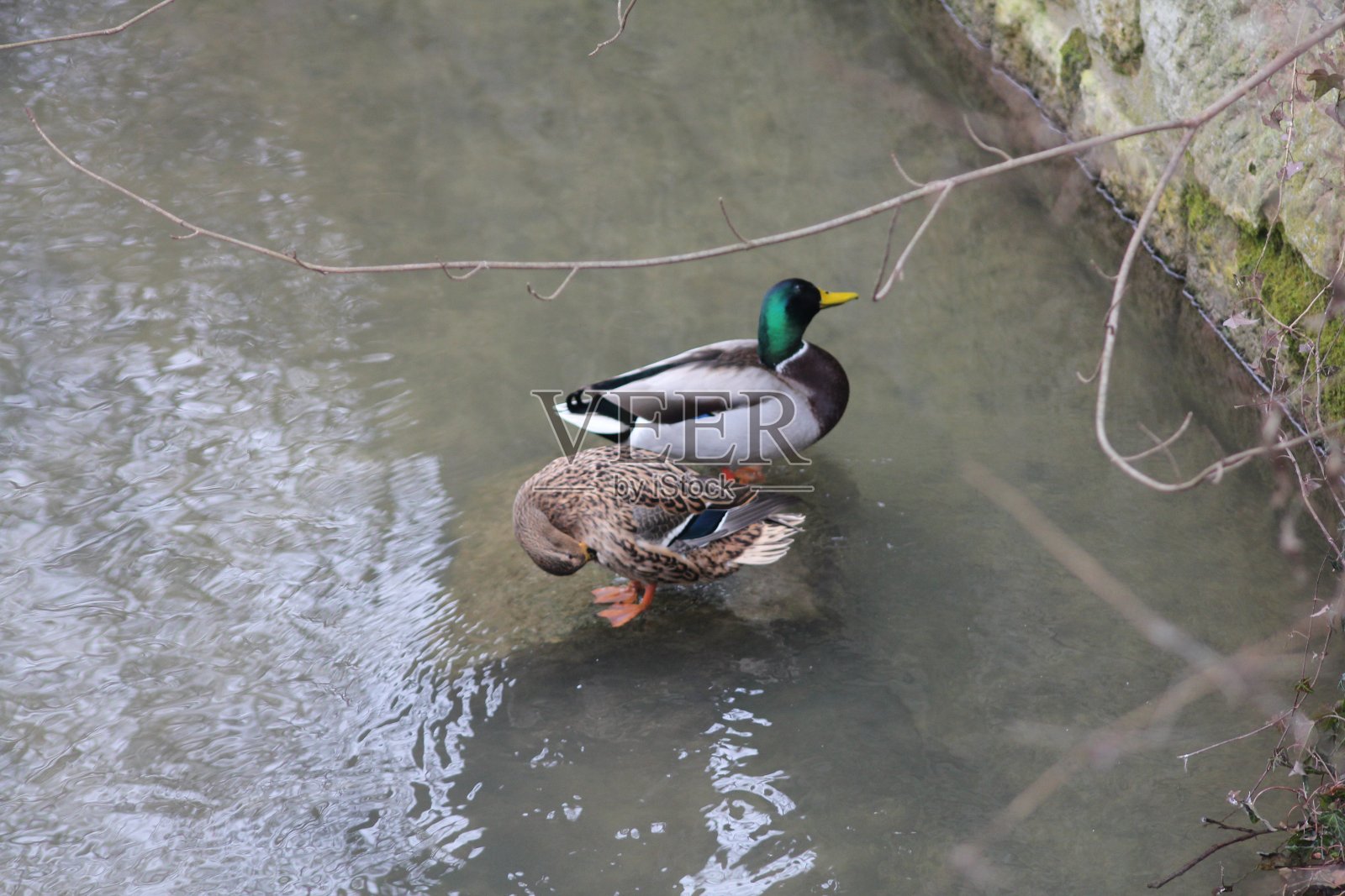 鸭子里的水鸟照片摄影图片