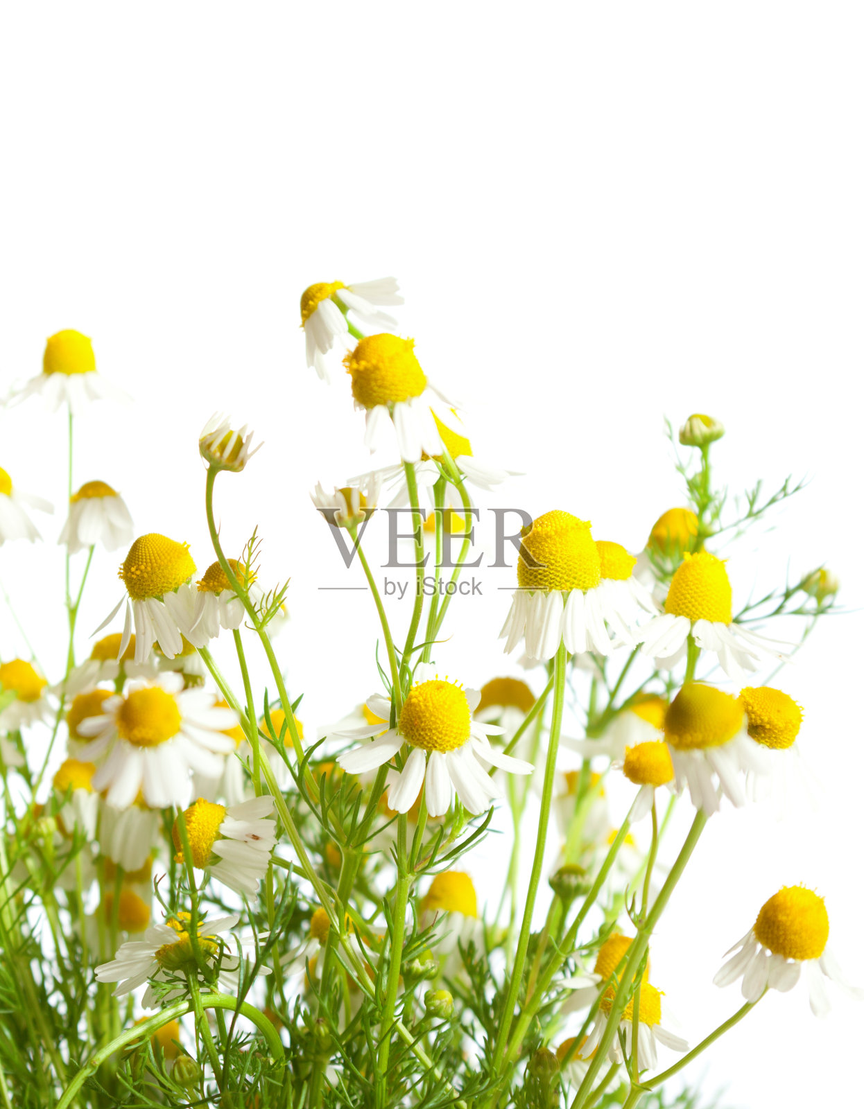 洋甘菊照片摄影图片