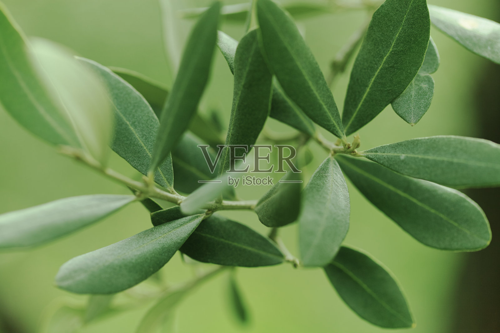 绿色的树叶照片摄影图片