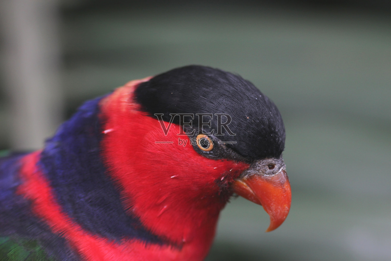 这只鹦鹉名叫Eos bornea照片摄影图片