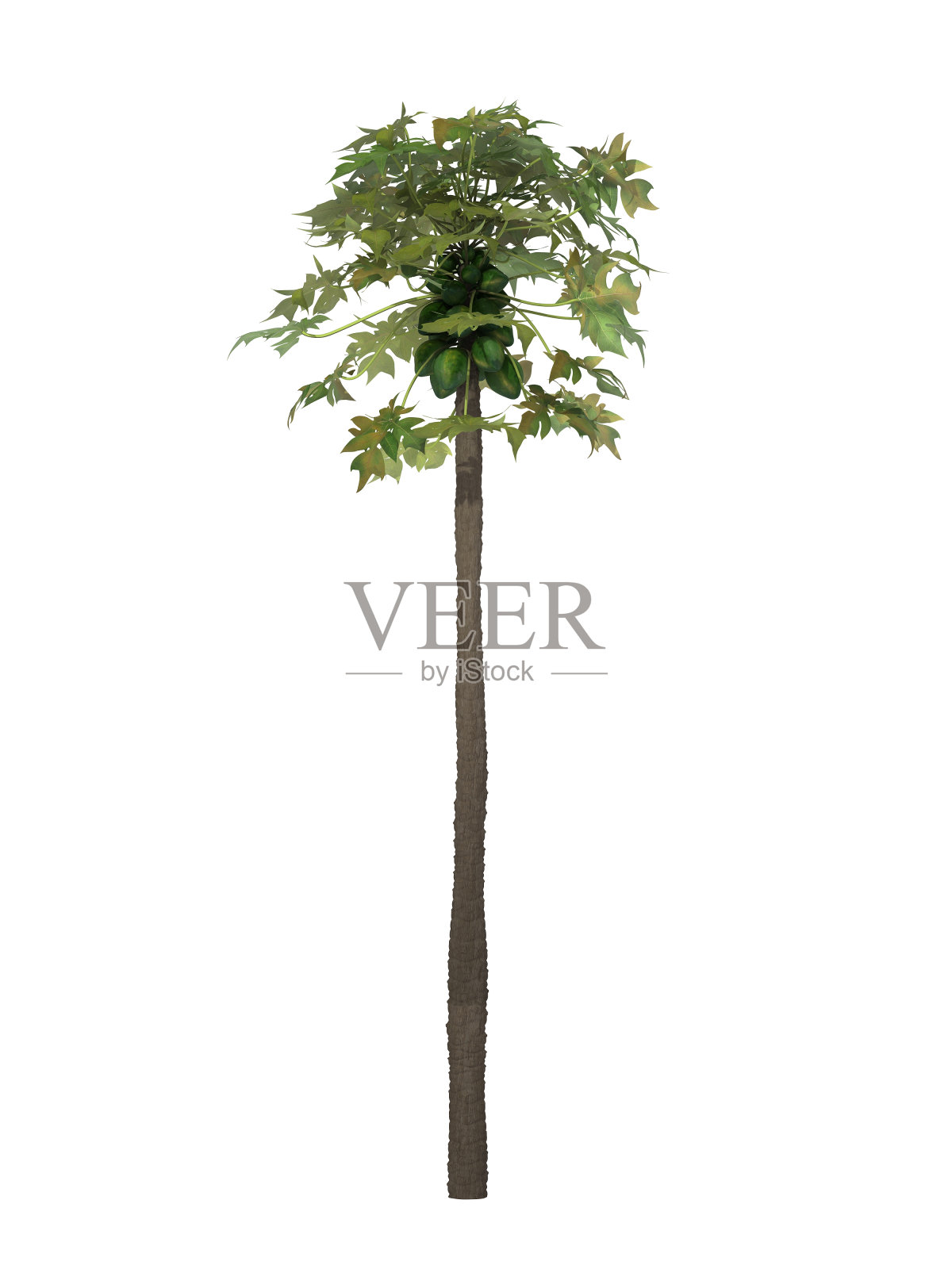 热带植物照片摄影图片