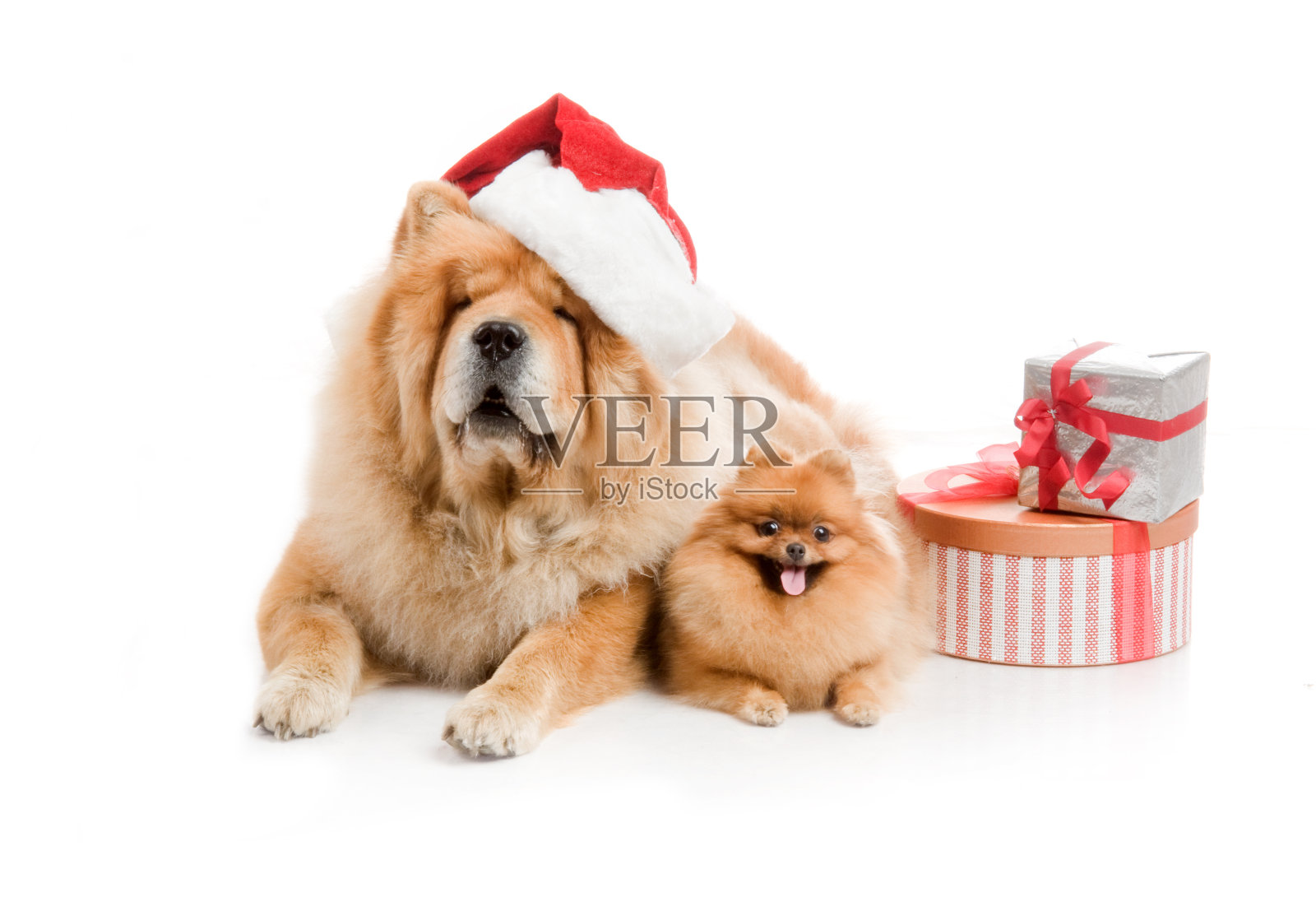 戴着红色圣诞老人帽的松狮犬照片摄影图片
