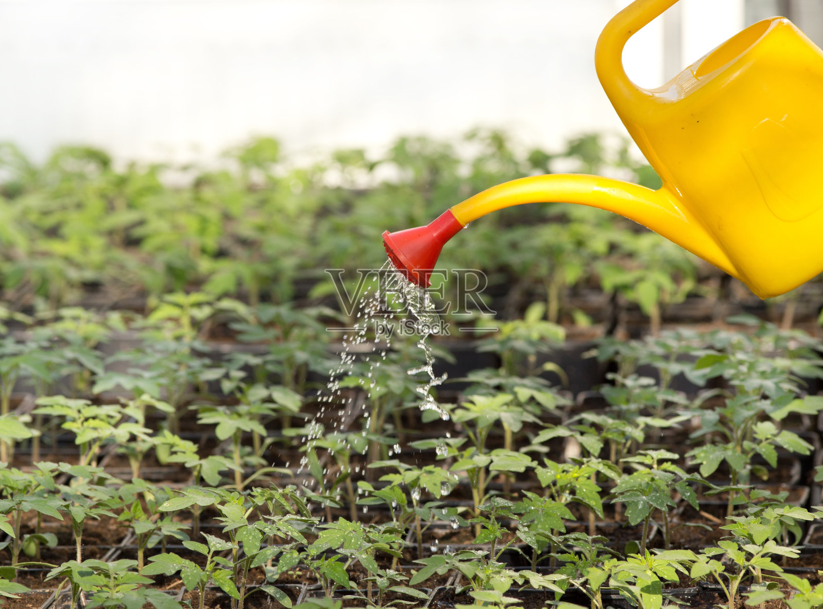 浇花照片摄影图片