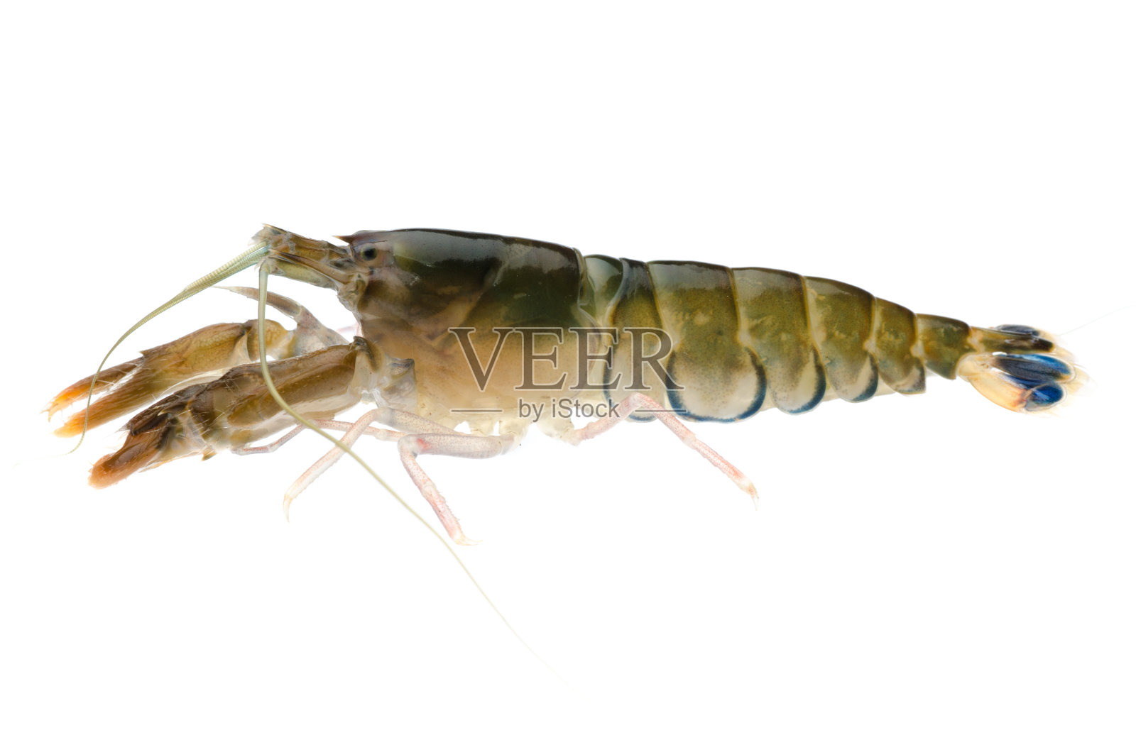 海鲜新鲜的虾照片摄影图片