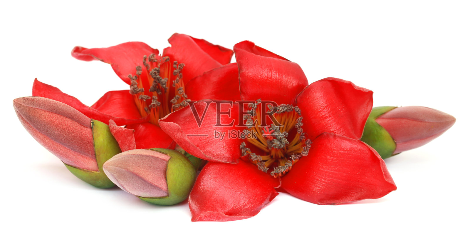 木棉木棉或丝绵花照片摄影图片