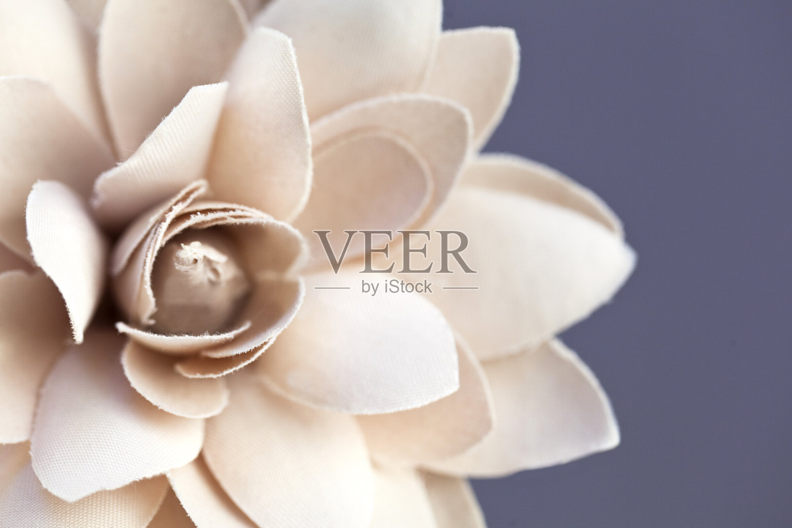 布花照片摄影图片