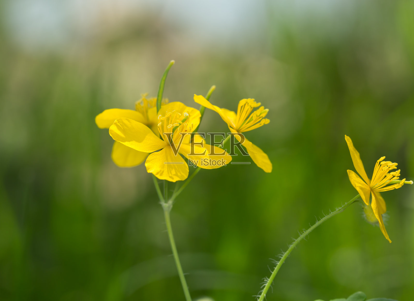 盛开的白屈菜，白屈菜照片摄影图片