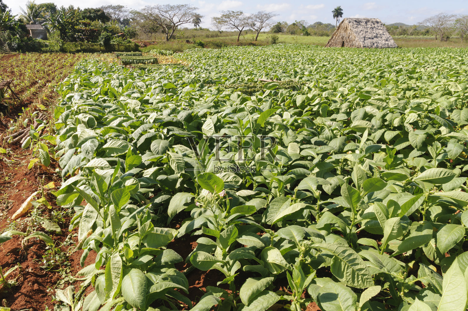 烟草种植烟草照片摄影图片