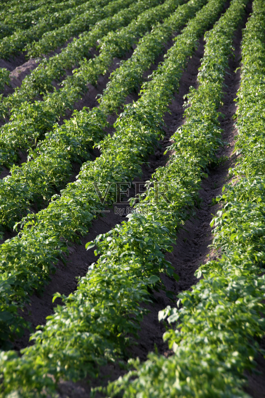 土豆领域照片摄影图片