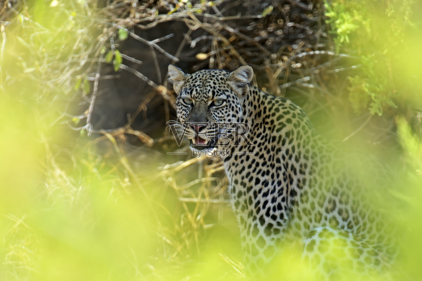 豹照片摄影图片