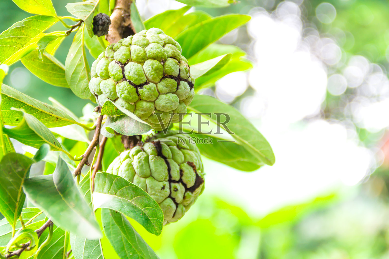 番荔枝，番荔枝照片摄影图片