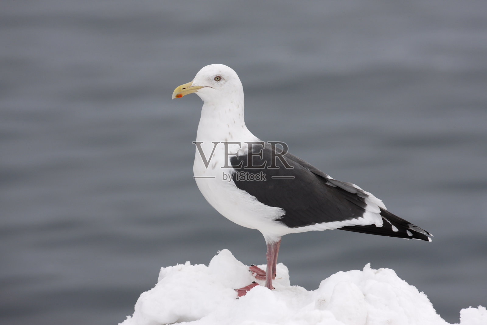 石板背鸥，裂背鸥照片摄影图片