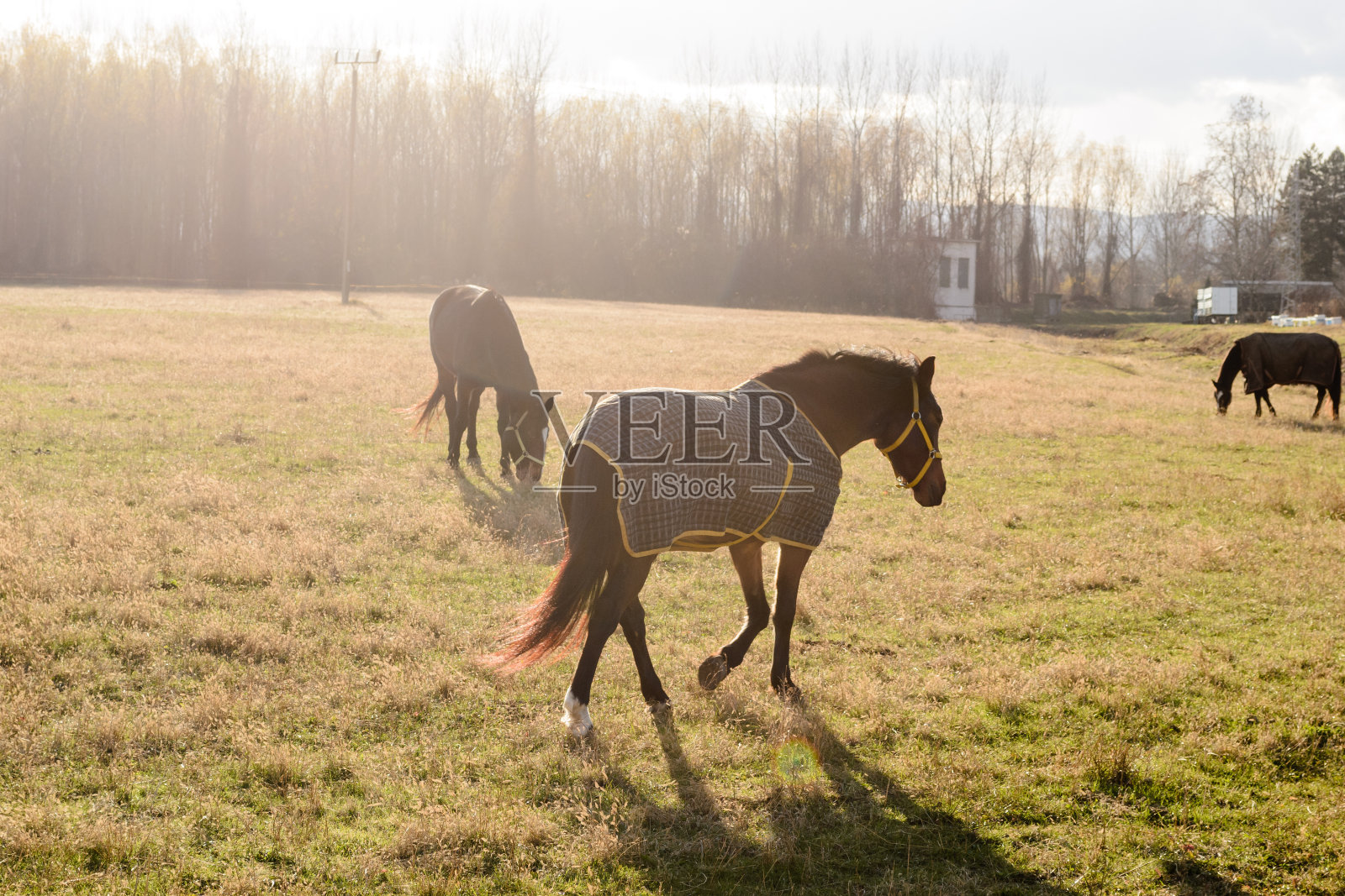 马在草地照片摄影图片