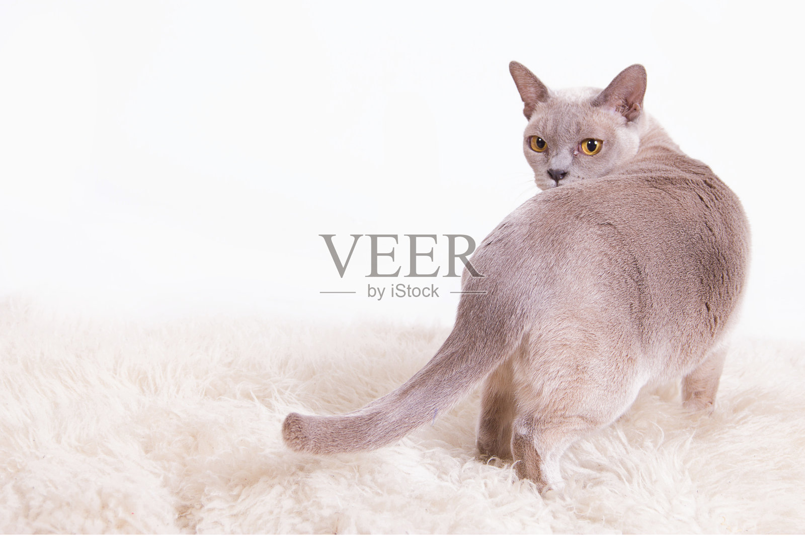 白色背景的缅甸人照片摄影图片