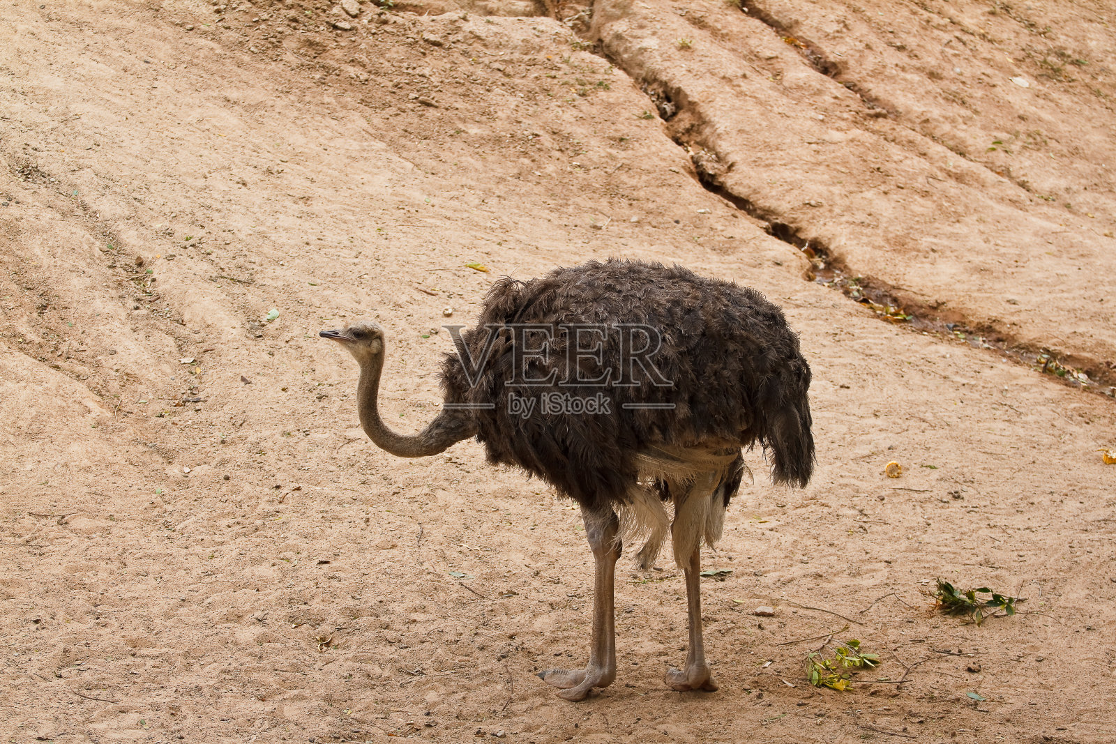 动物园里的鸵鸟。照片摄影图片