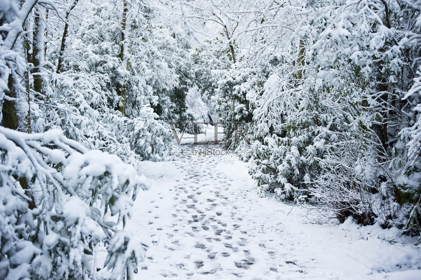 冬天的小路穿过被雪覆盖的森林景观照片摄影图片