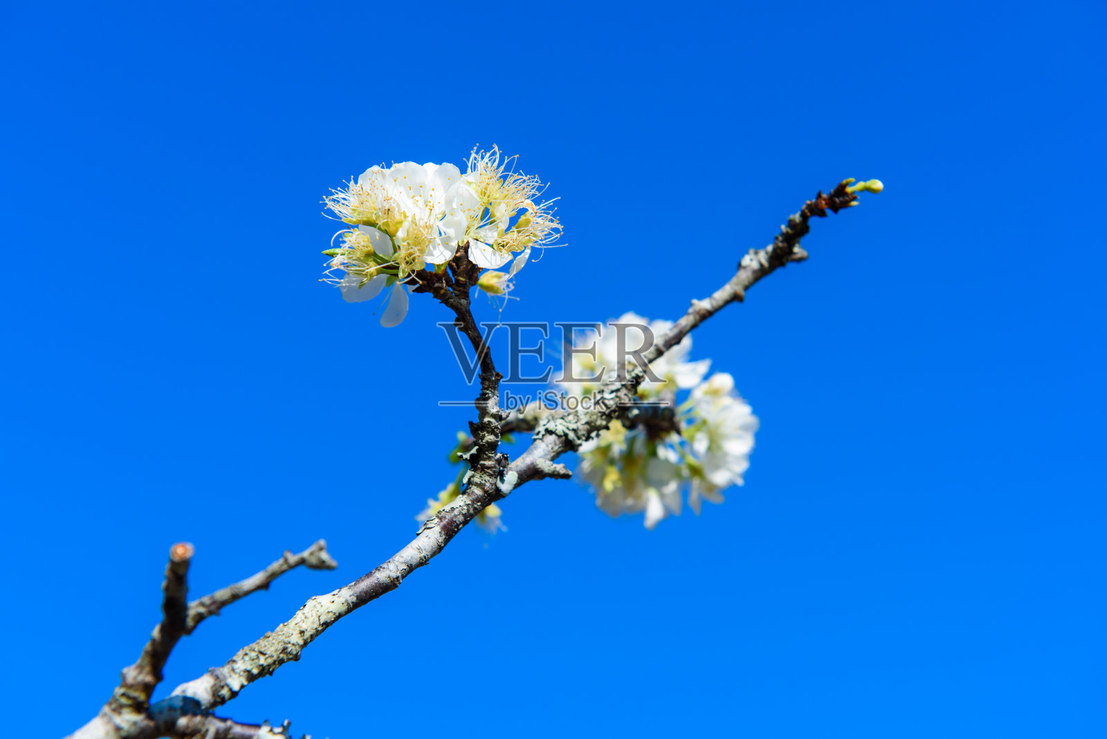 盛开的桃花照片摄影图片