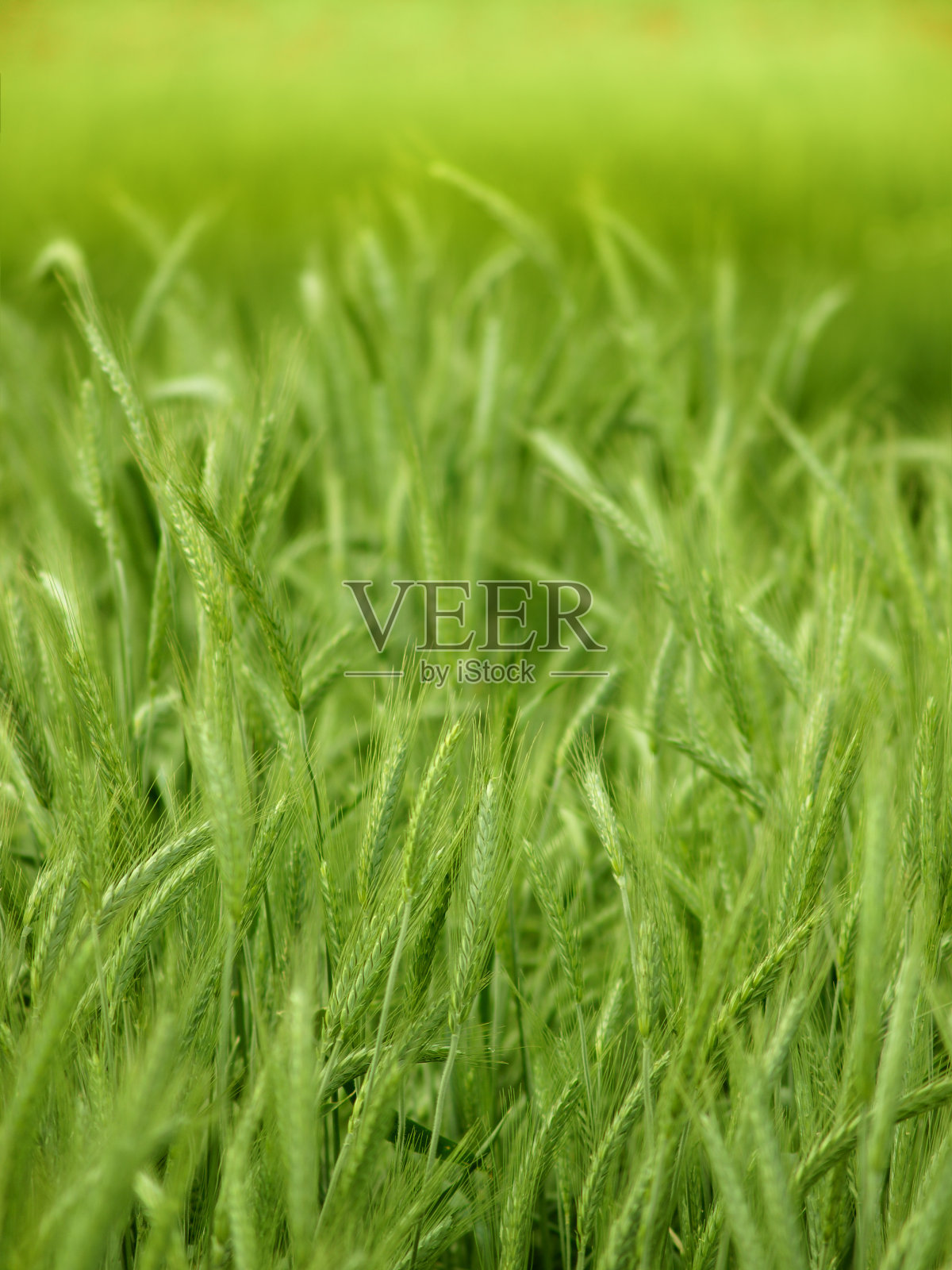 绿色的麦田照片摄影图片