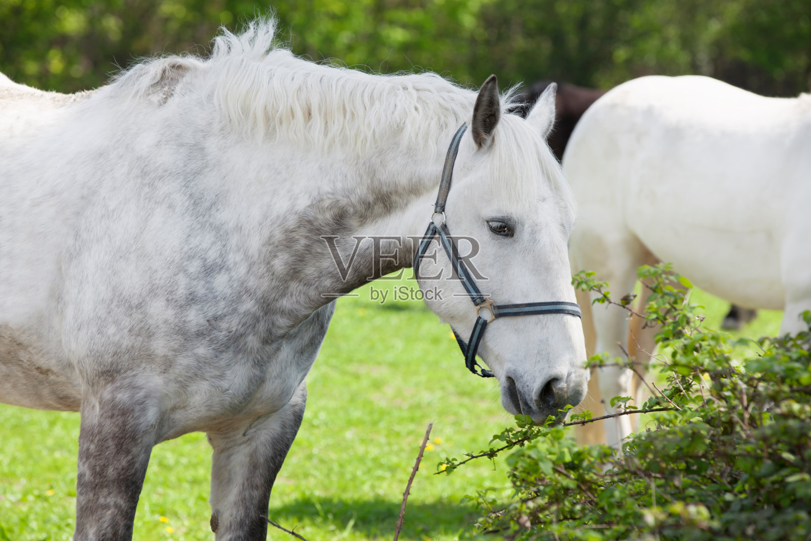 阿拉伯灰马的特写照片摄影图片