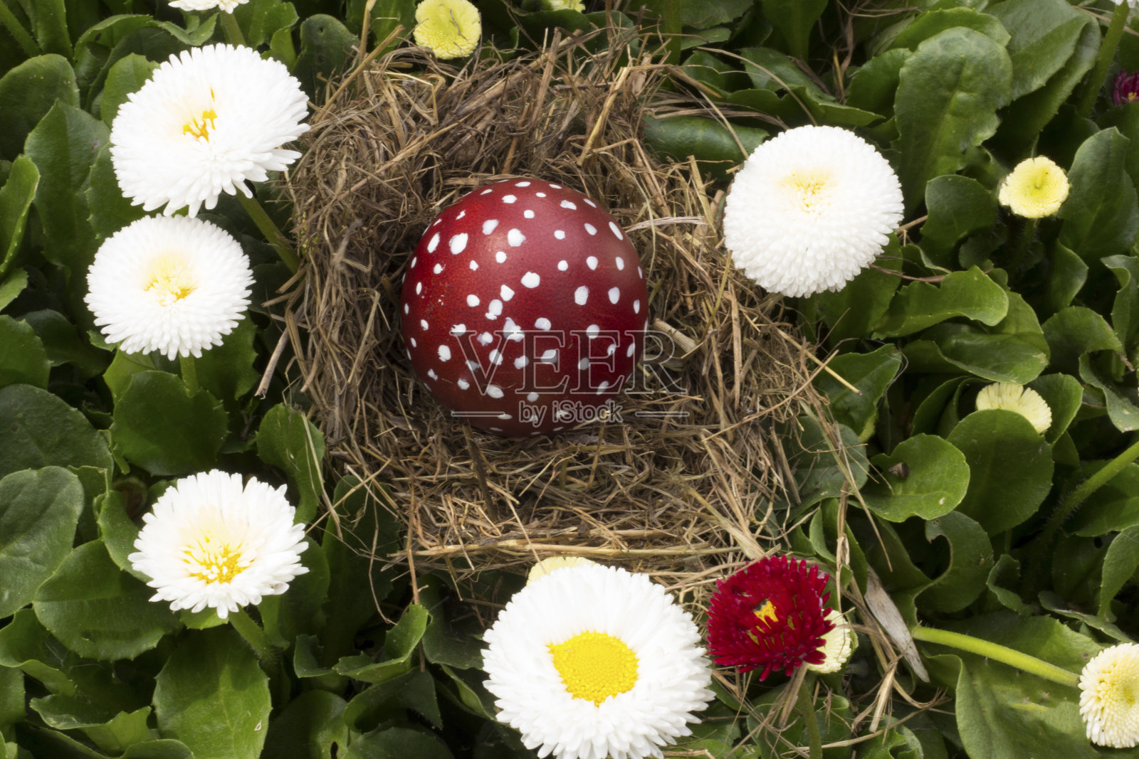 蛋间春意盎然照片摄影图片