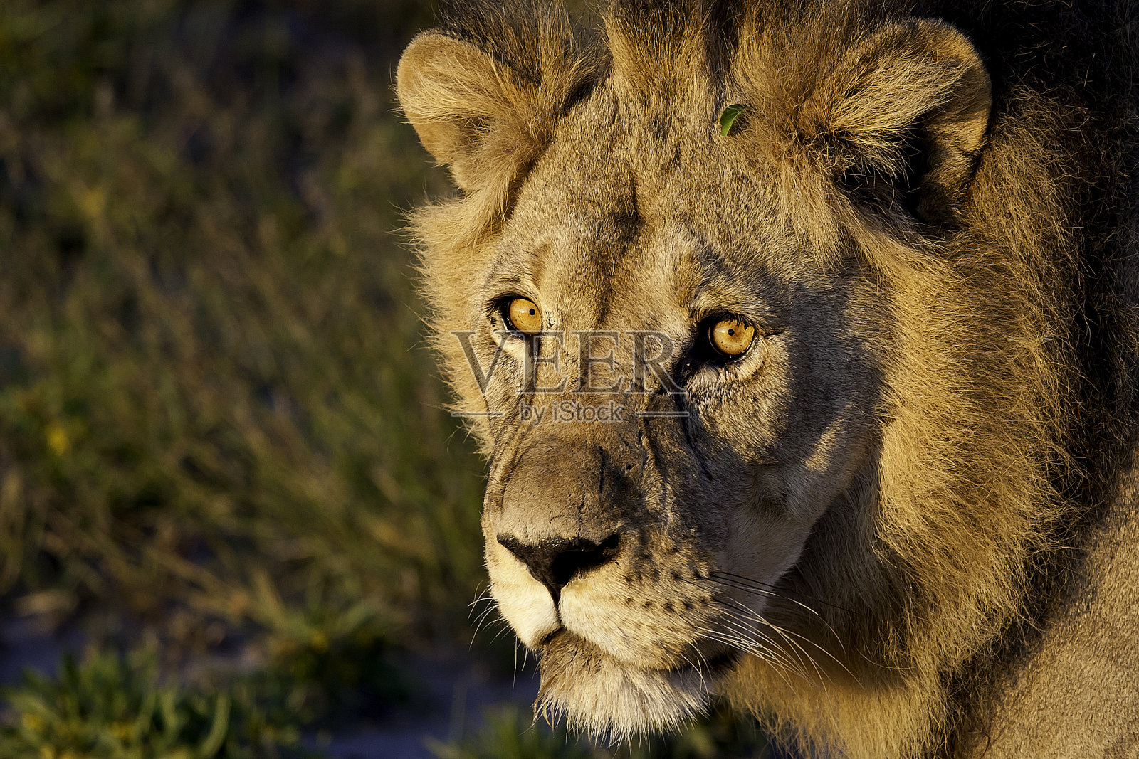 大雄狮照片摄影图片