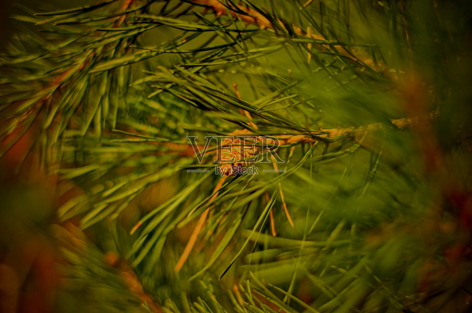 一个圆锥照片摄影图片