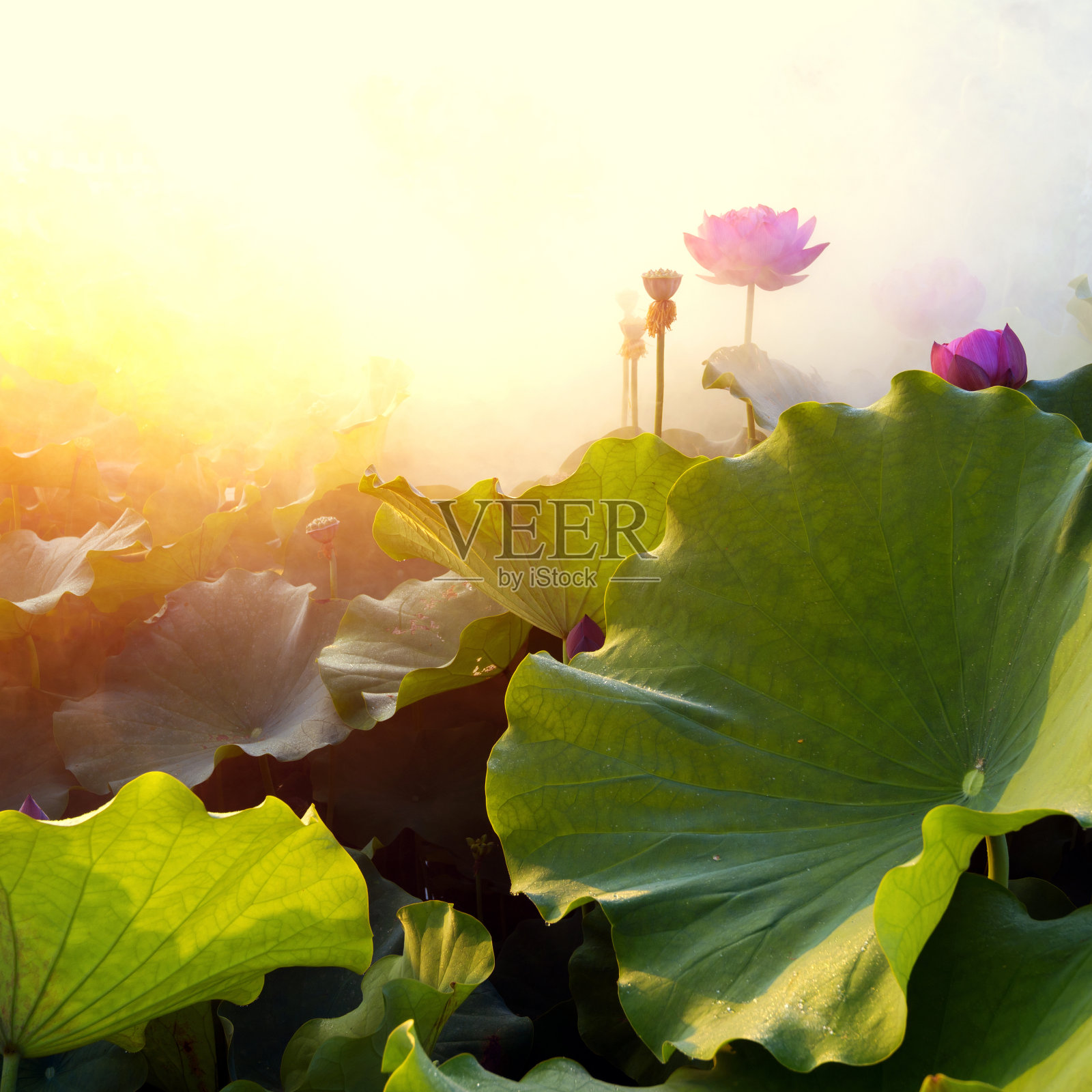 莲花照片摄影图片